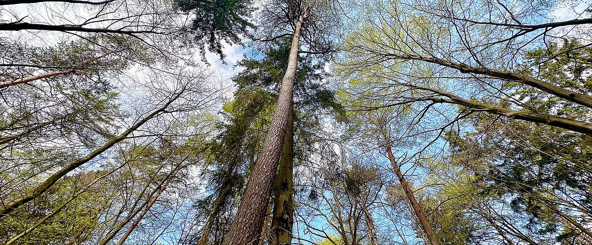 Bäume aus der Froschperspektive in den Himmel ragend