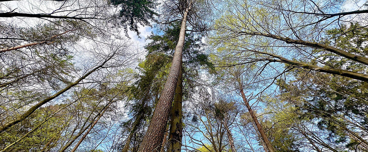 Bäume aus der Froschperspektive in den Himmel ragend