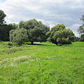 Auenlandschaft an der mittleren Elbe © Bernd Eichhorn / WWF