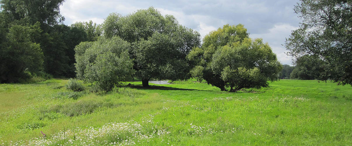 Auenlandschaft an der mittleren Elbe © Bernd Eichhorn / WWF