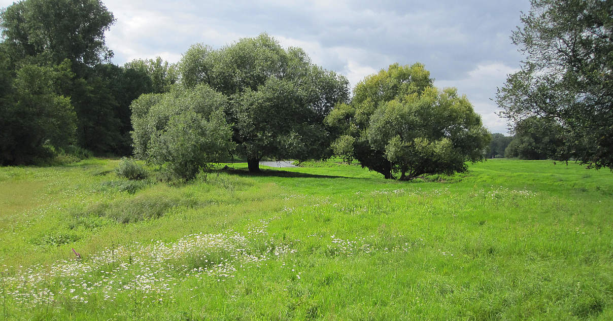 Auen Die biologische Waschanlagen der Flüsse WWF