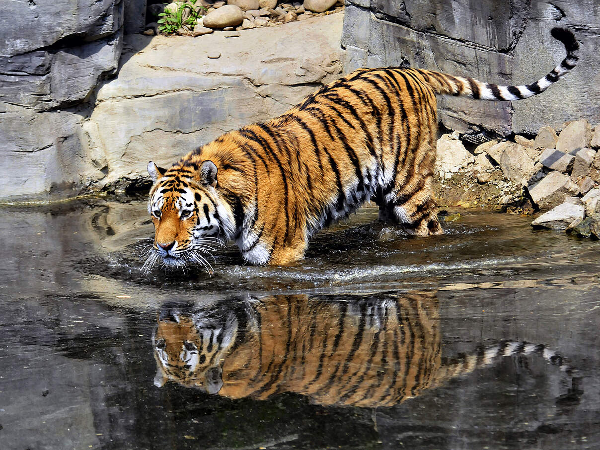 Tigerin Tamika in der ZOOM Erlebniswelt Gelsenkirchen © ZOOM Erlebniswelt Gelsenkirchen