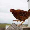 Huhn © Chris Linder / WWF USA