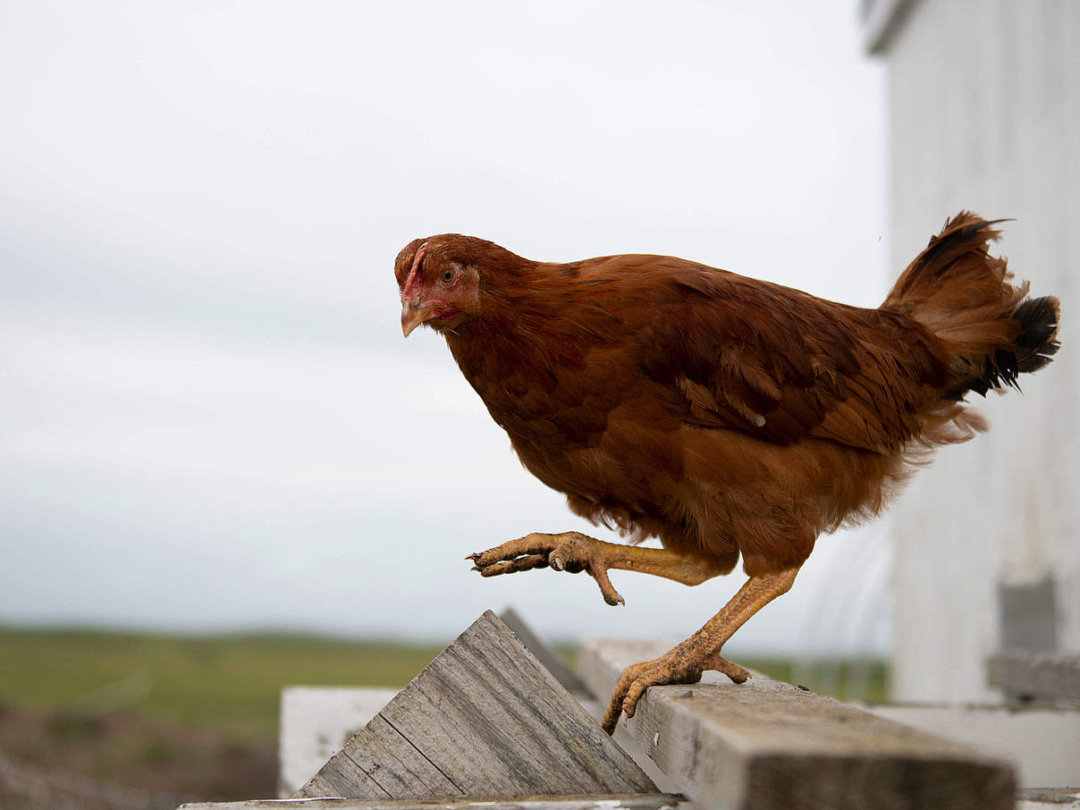 Huhn © Chris Linder / WWF USA