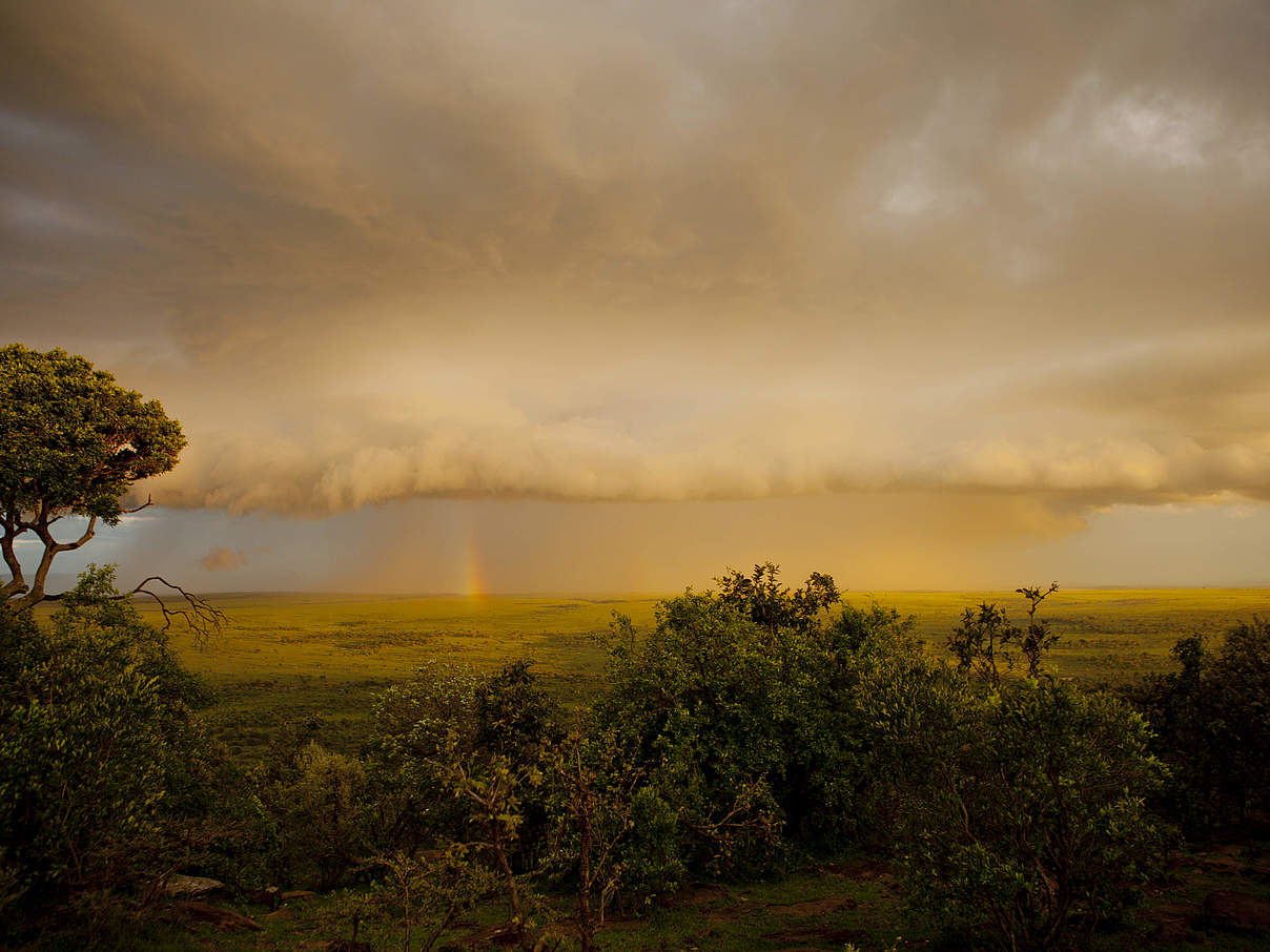 Kenia hat ein artenreiches Ökosystem © Greg Armfield / WWF UK