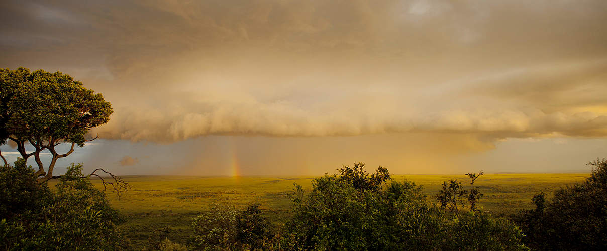 Kenia hat ein artenreiches Ökosystem © Greg Armfield / WWF UK