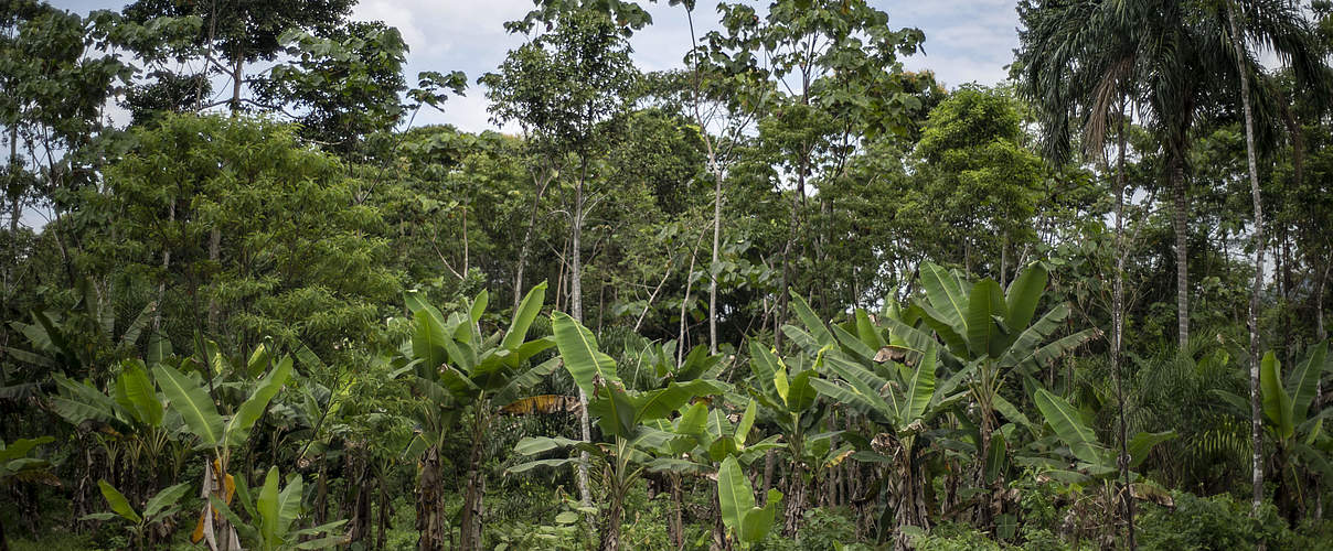 Waldgarten (Chakra) in Ecuador © Gabriel Vanerio / WWF Ecuador
