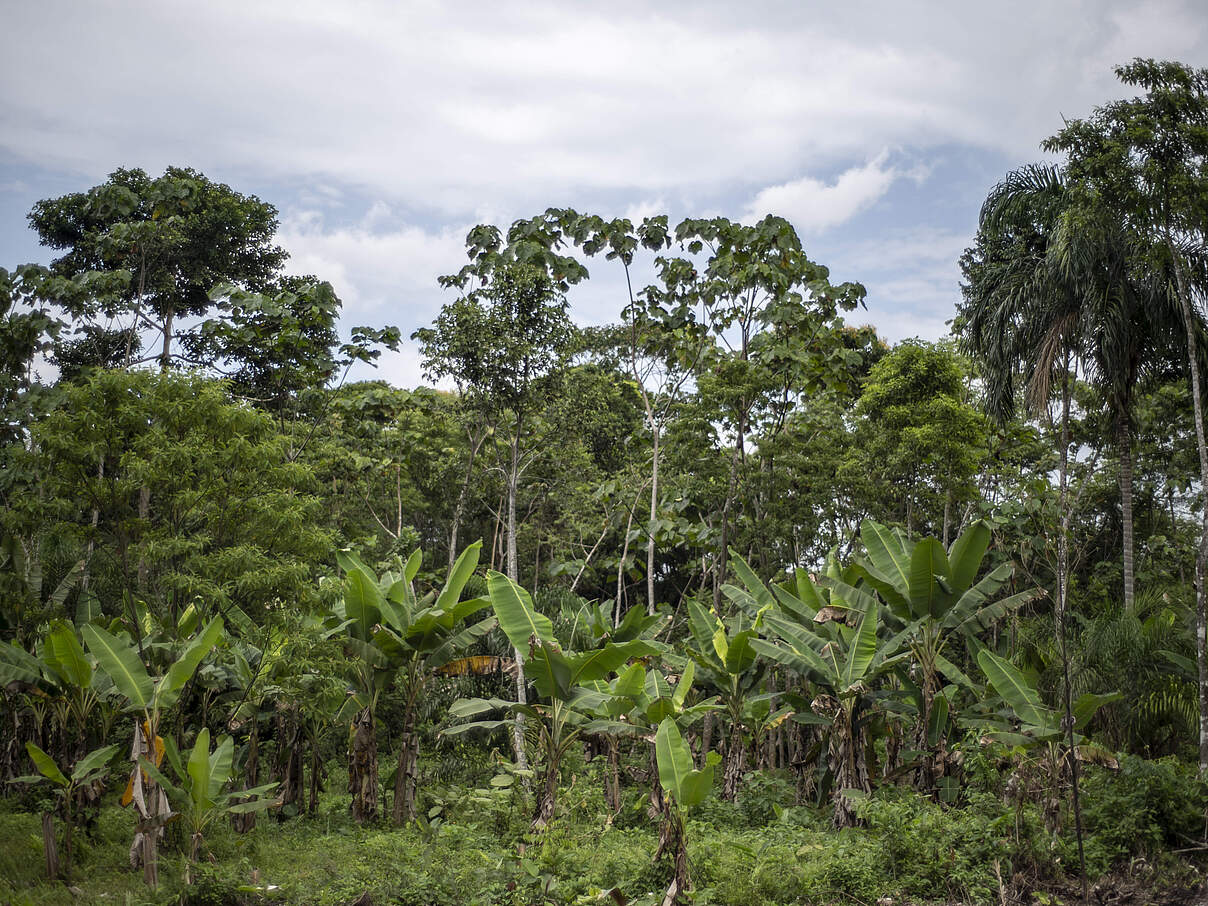 Waldgarten (Chakra) in Ecuador © Gabriel Vanerio / WWF Ecuador
