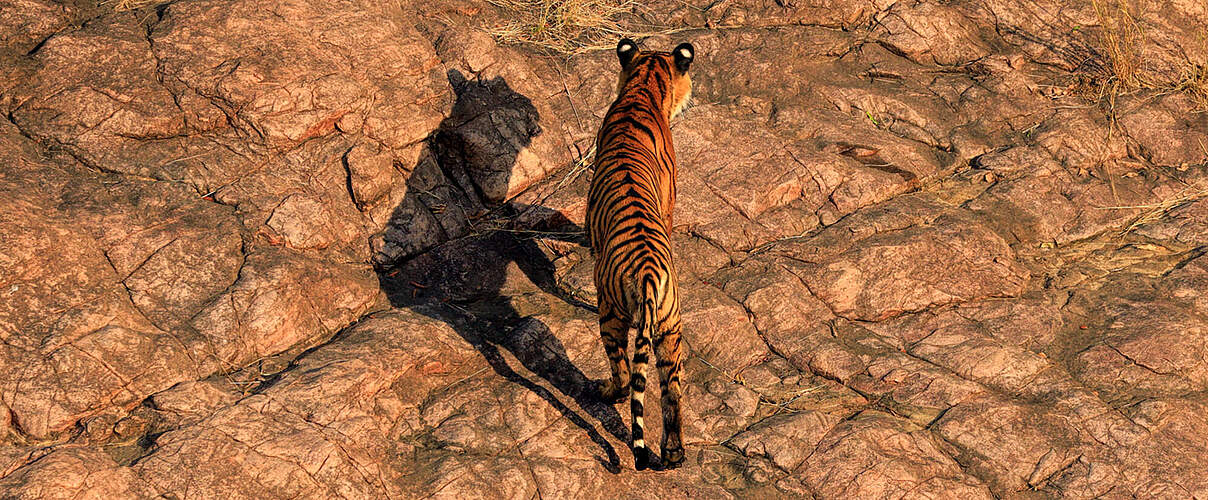 Tiger sind Einzelgänger © naturepl.com / Andy Rouse / WWF