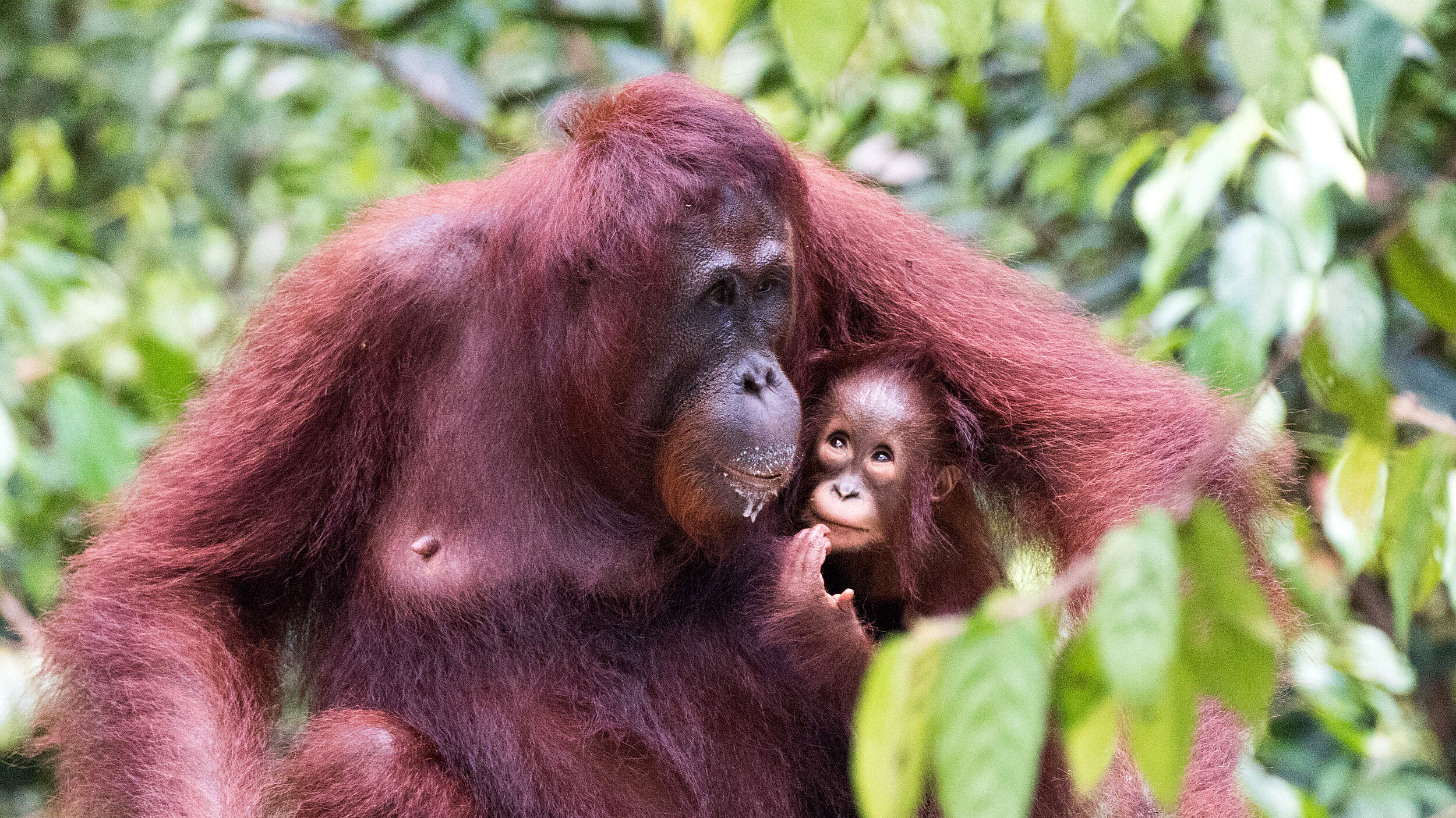 Borneo-Orang-Utan 