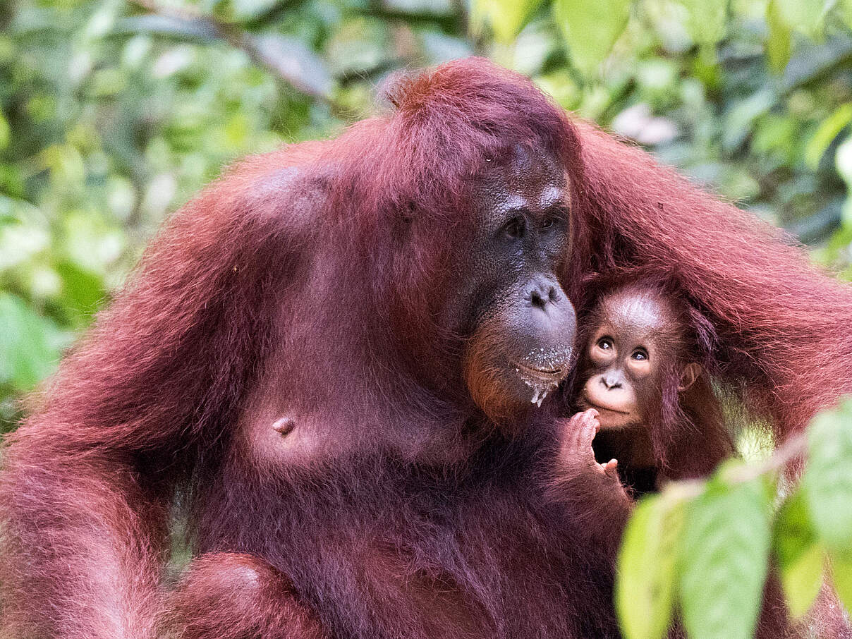 Borneo-Orang-Utan 