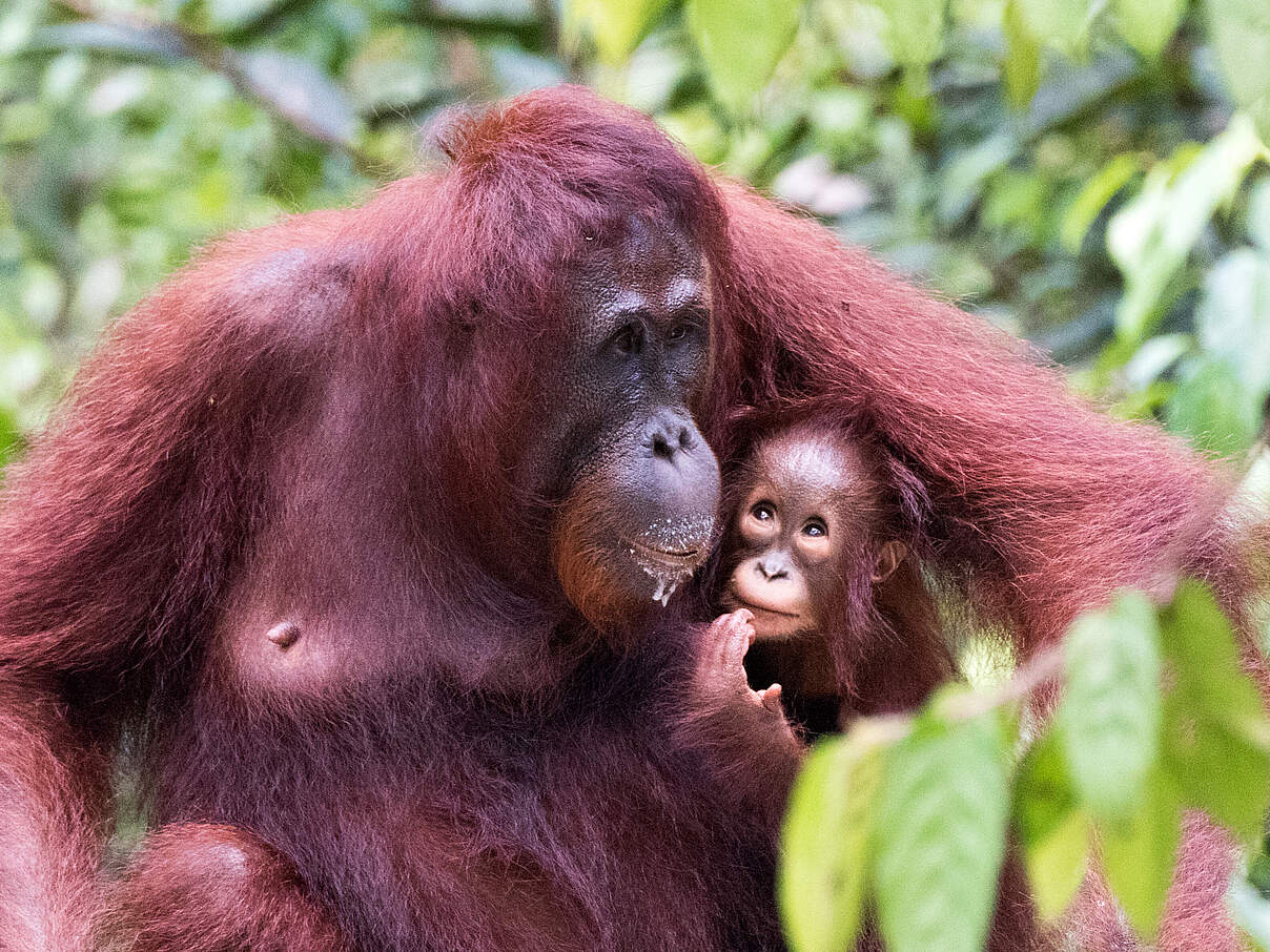 Borneo-Orang-Utan 
