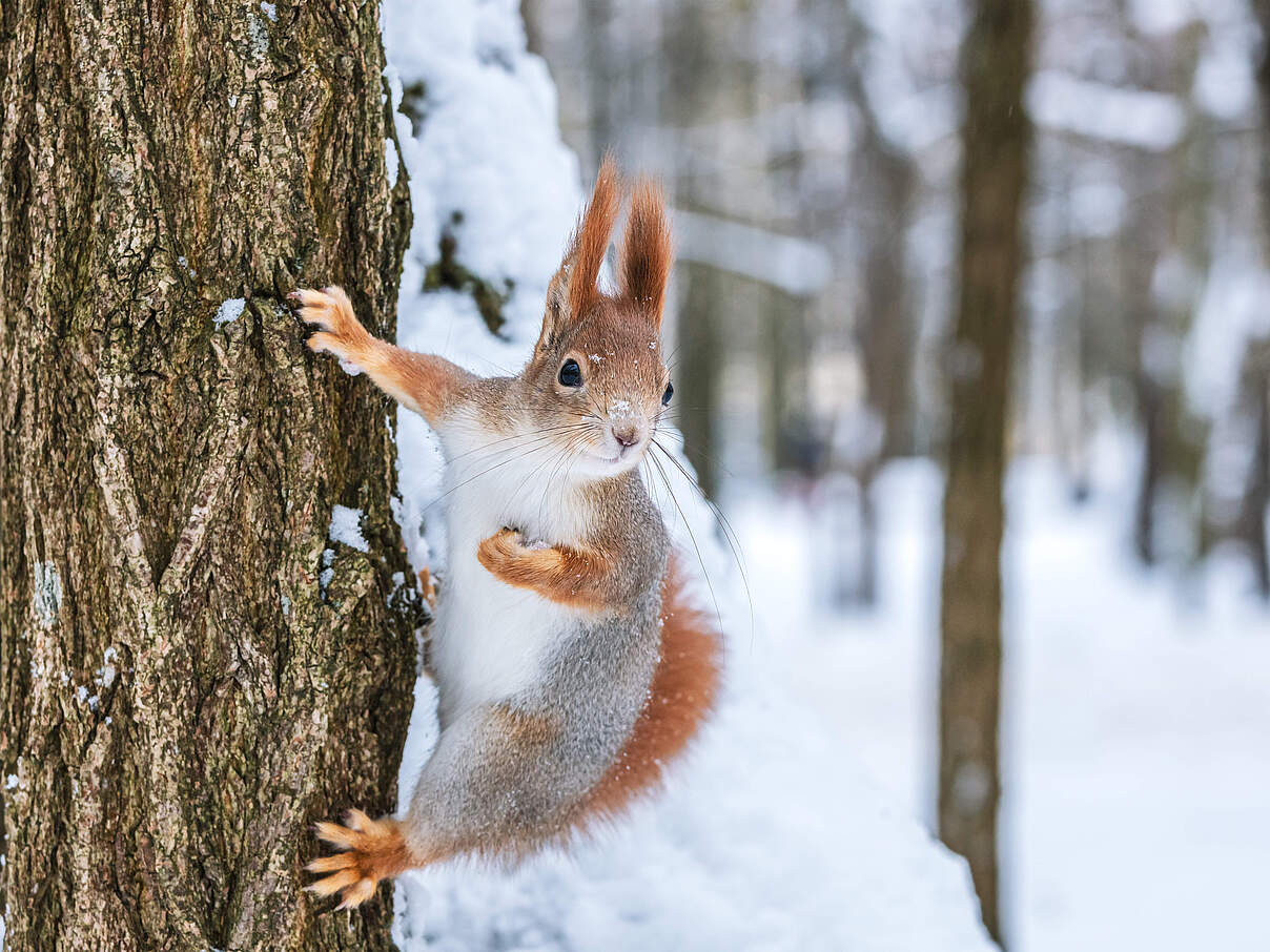 Schlafen nur, wenn es nötig ist © iStock / GettyImages