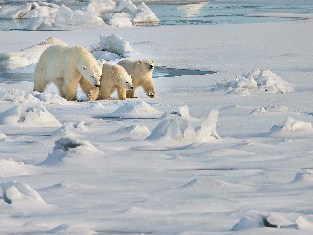 WWF-Patenschaft verschenken: Natur schützen | WWF