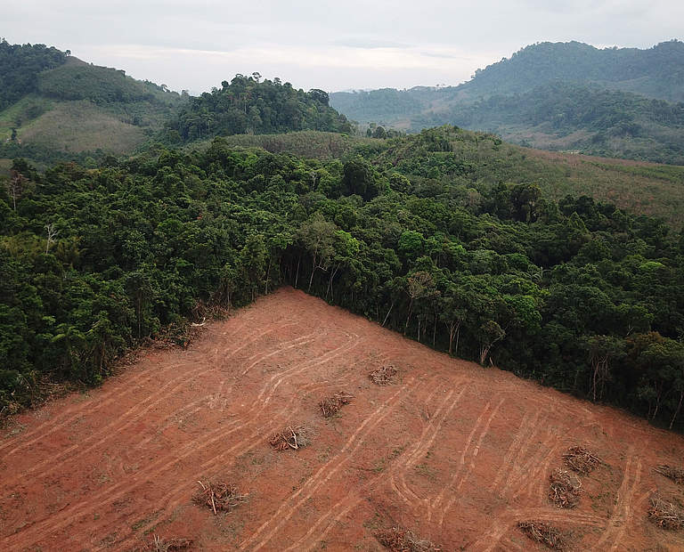 Entwaldung auf Borneo © richcarey / iStock Getty Images
