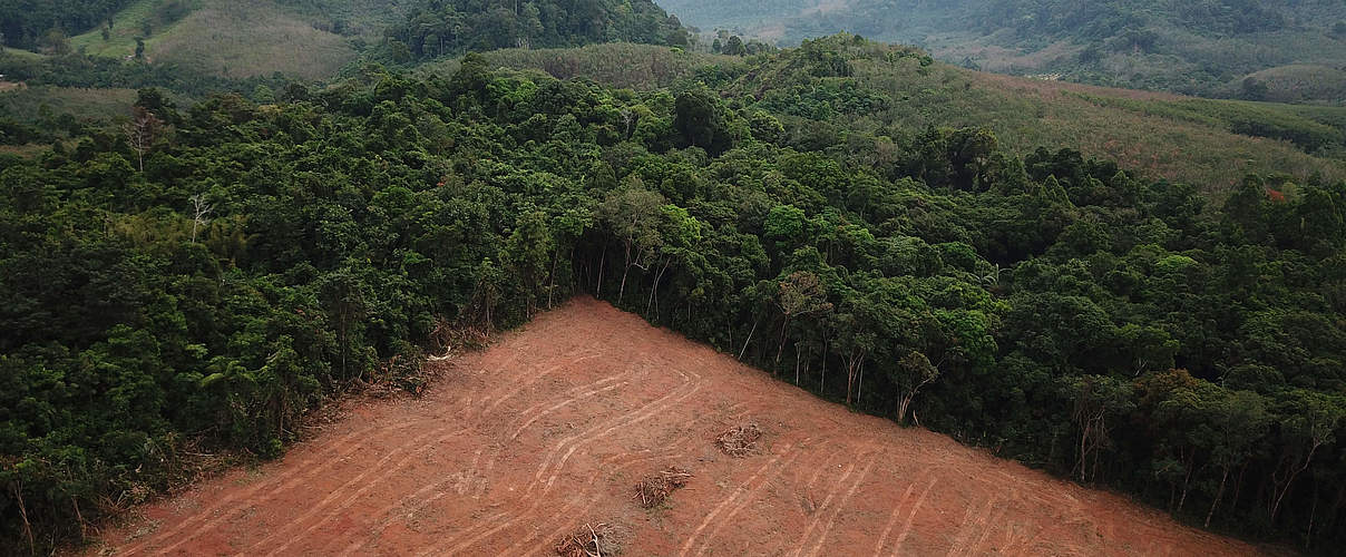 Entwaldung auf Borneo © richcarey / iStock Getty Images