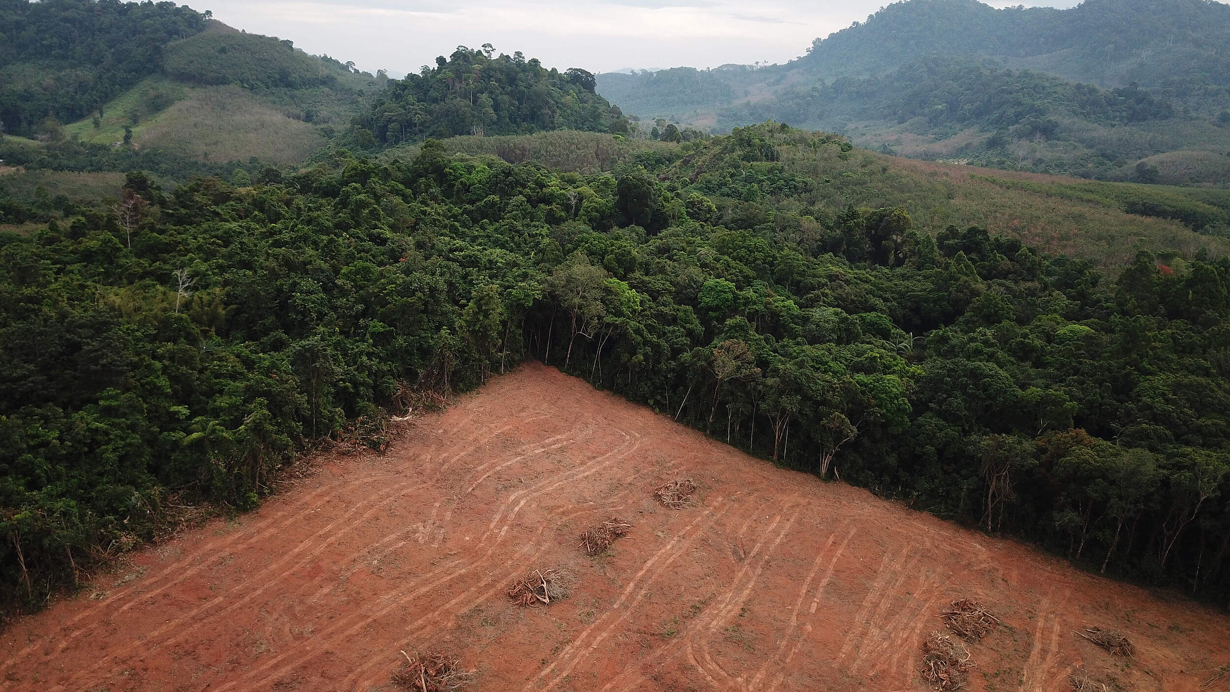 Entwaldung auf Borneo © richcarey / iStock Getty Images