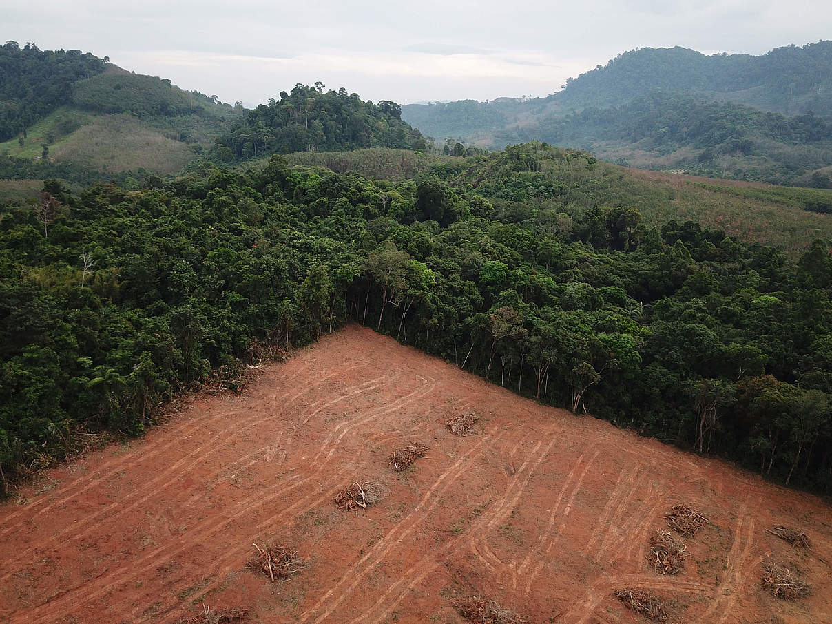 Entwaldung auf Borneo © richcarey / iStock Getty Images
