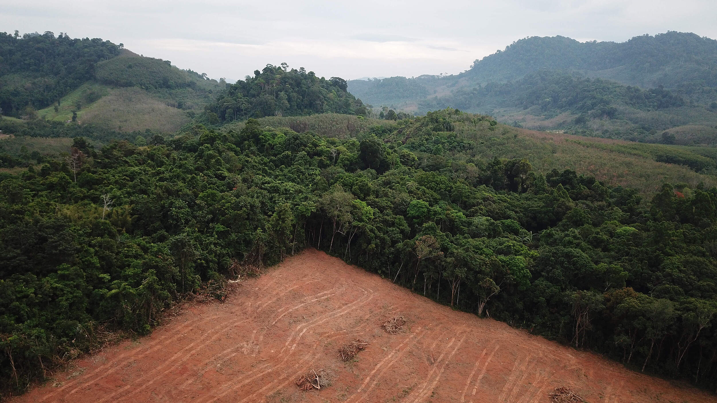 Entwaldung auf Borneo © richcarey / iStock Getty Images