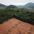 Entwaldung auf Borneo © richcarey / iStock Getty Images