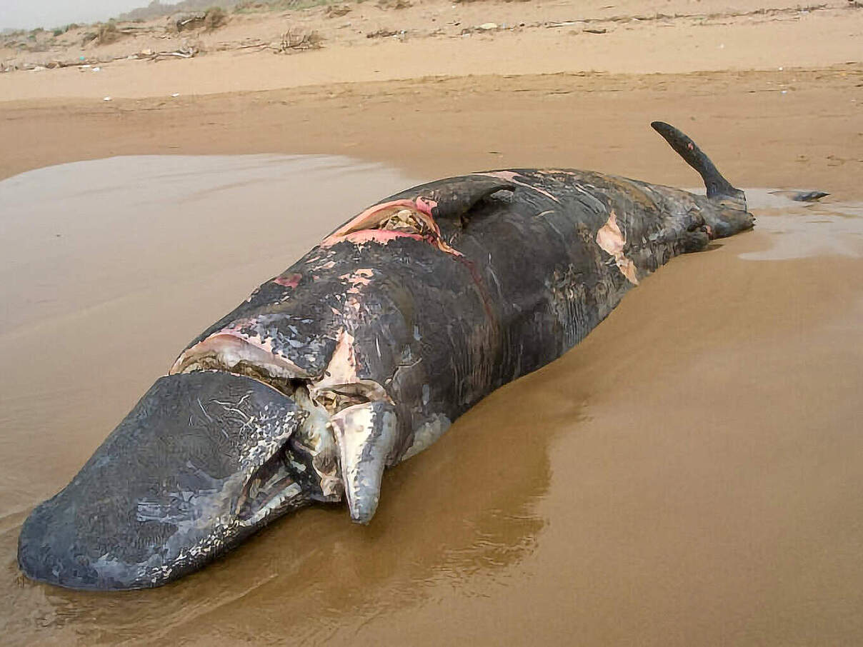 Gestrandeter Wal © Pelagos Cetacean Research Institute