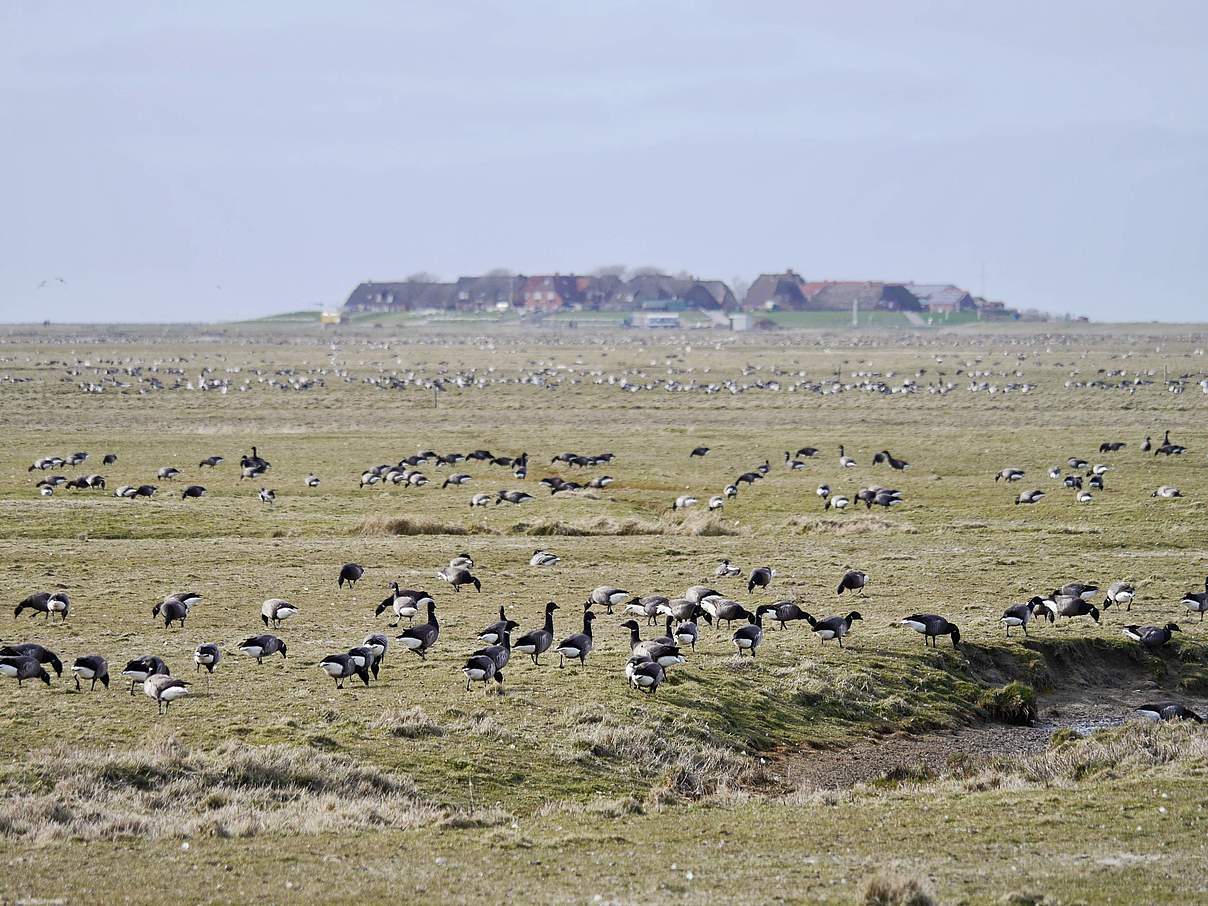 Ringelgänse auf Hallig Hooge © Hans-Ulrich Rösner / WWF