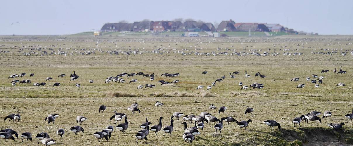 Ringelgänse auf Hallig Hooge © Hans-Ulrich Rösner / WWF