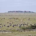 Ringelgänse auf Hallig Hooge © Hans-Ulrich Rösner / WWF