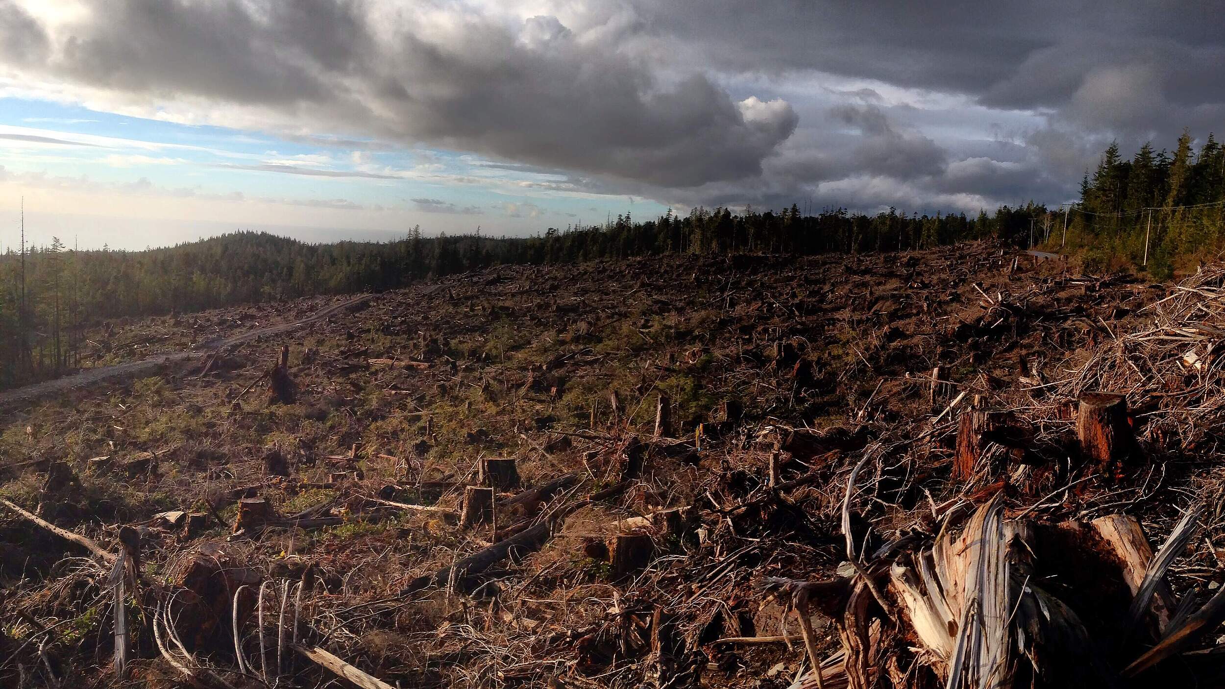 Abgeholzter Wald © WWF