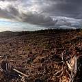 Abgeholzter Wald © WWF