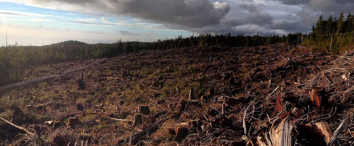 Abgeholzter Wald © WWF