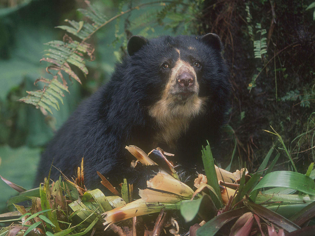 Brillenbären ernähren sich überwiegend pflanzlich © Kevin Schafer / WWF 