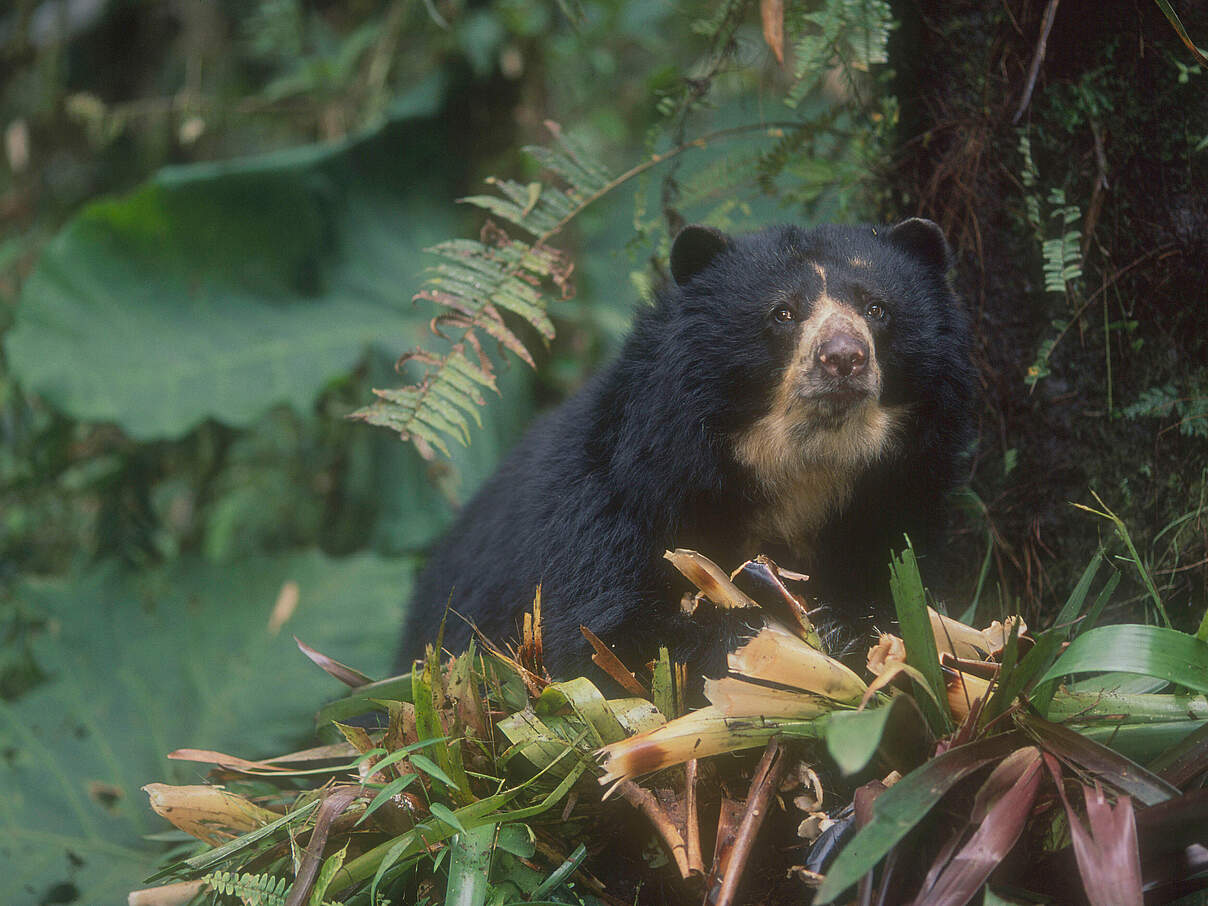 Brillenbären ernähren sich überwiegend pflanzlich © Kevin Schafer / WWF Brillenbären ernähren sich überwiegend pflanzlich © Kevin Schafer / WWF