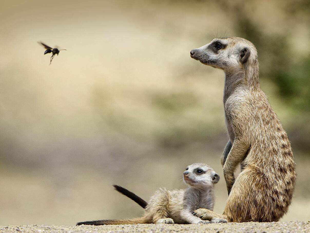 Erdmännchen mit Jungtier