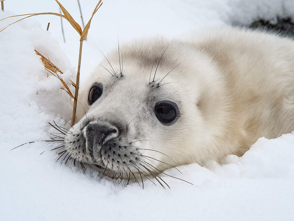 Junge Kegelrobbe im Schnee 