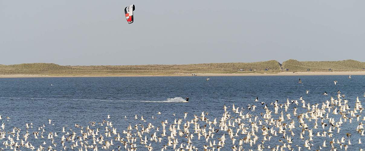 Kitesurfer im Wattenmeer © Hans-Ulrich Rösner / WWF