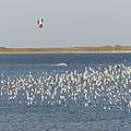 Kitesurfer im Wattenmeer © Hans-Ulrich Rösner / WWF