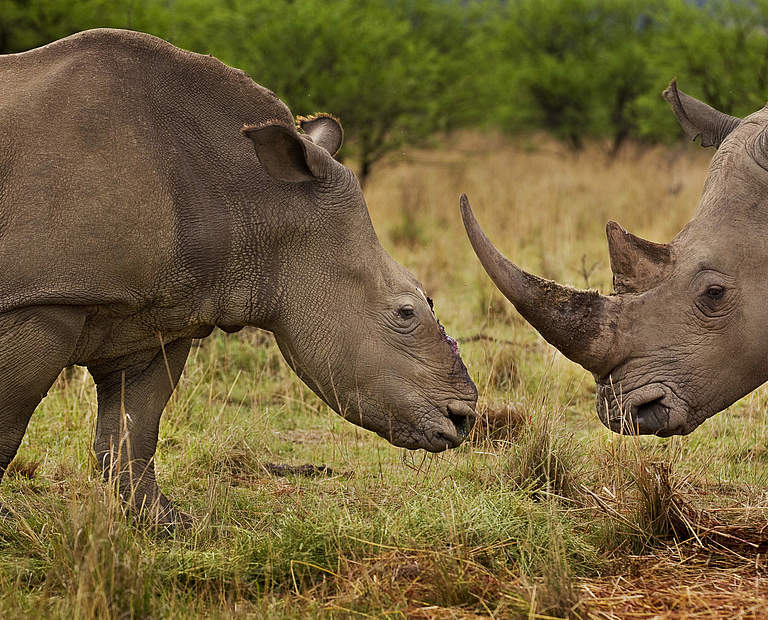 Nashorn-Wilderei © Brent Stirton / Getty Images / WWF-UK