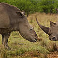 Nashorn-Wilderei © Brent Stirton / Getty Images / WWF-UK