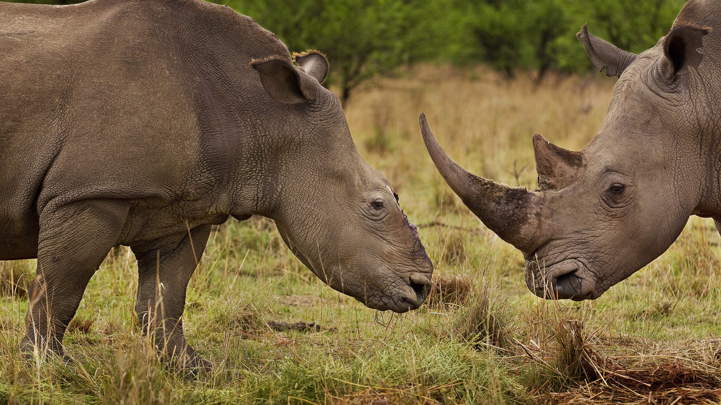 Nashorn-Wilderei © Brent Stirton / Getty Images / WWF-UK