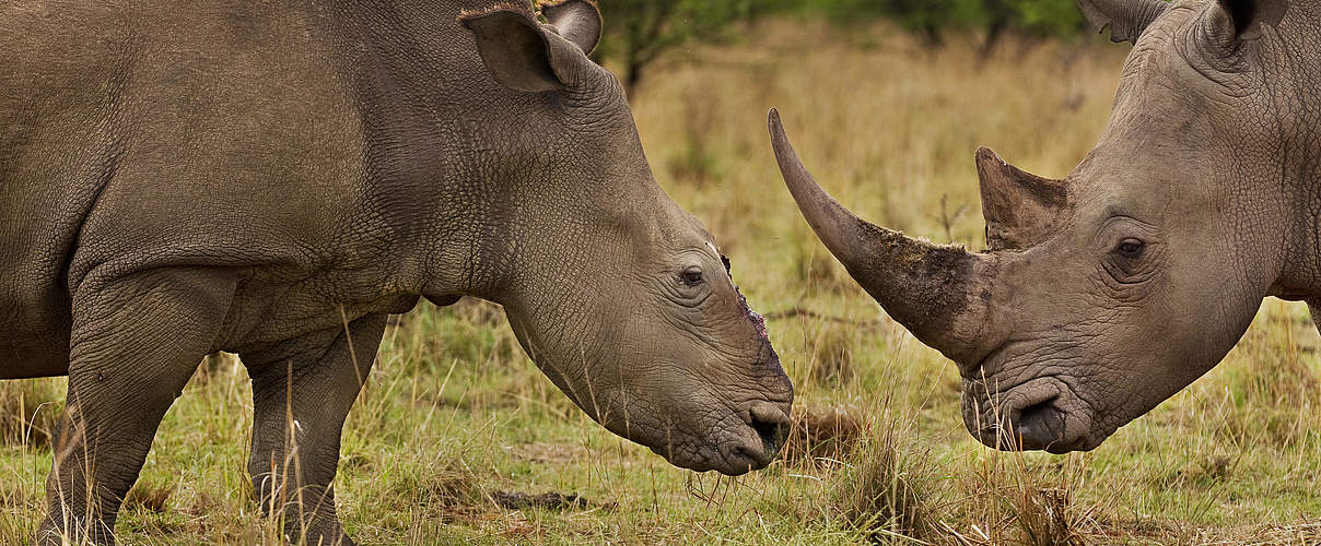 Nashorn-Wilderei © Brent Stirton / Getty Images / WWF-UK