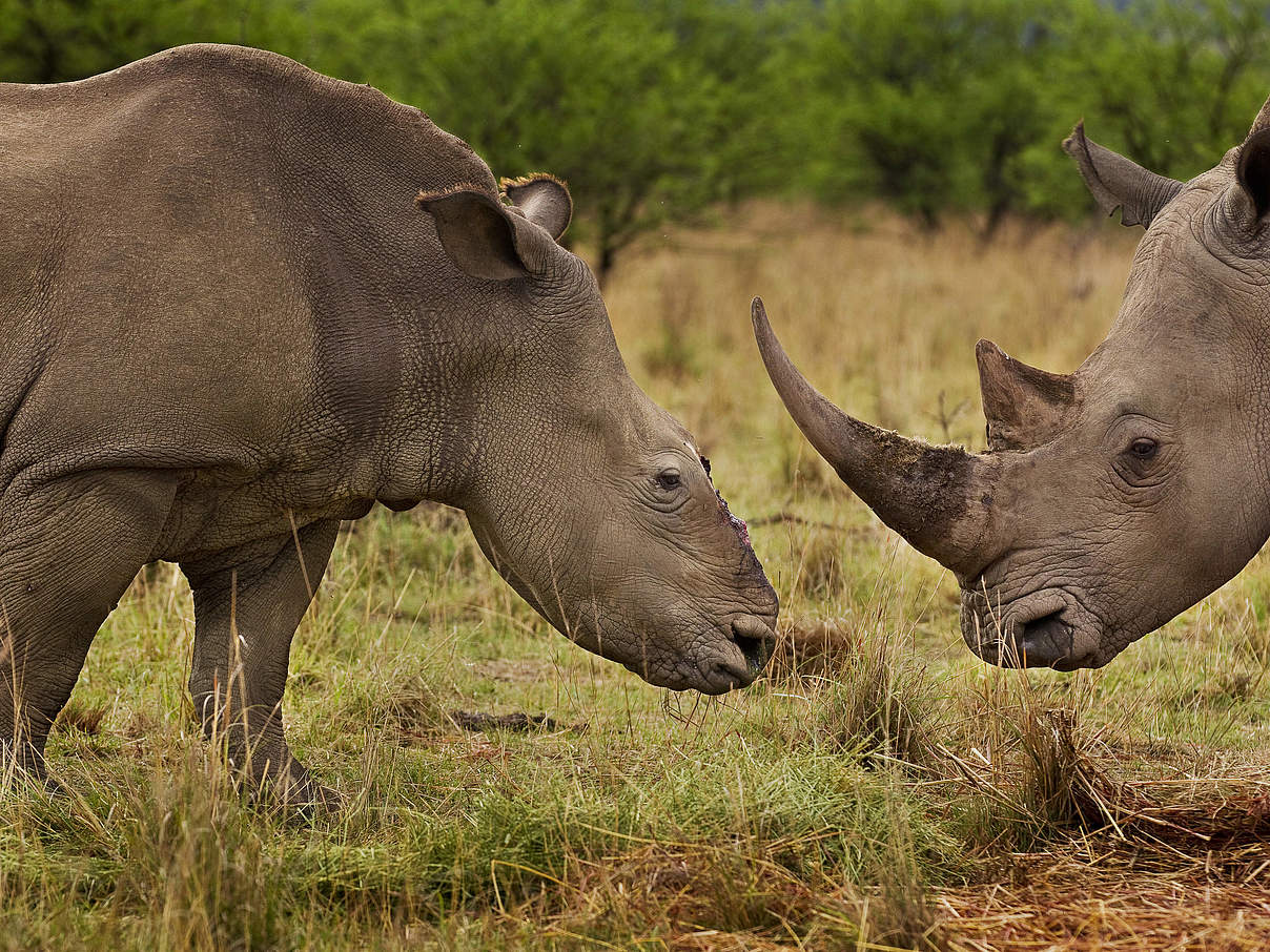 Nashorn-Wilderei © Brent Stirton / Getty Images / WWF-UK