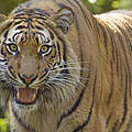 Der Sumatra-Tiger © naturepl.com / Edwin Giesbers / WWF