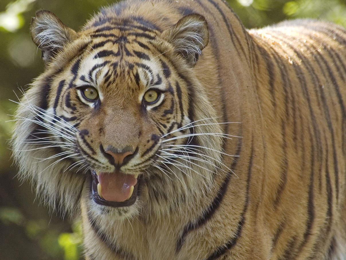Der Sumatra-Tiger © naturepl.com / Edwin Giesbers / WWF