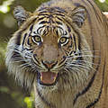 Der Sumatra-Tiger © naturepl.com / Edwin Giesbers / WWF