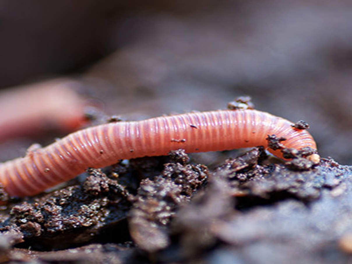 Regenwurm © iStock / Getty Images