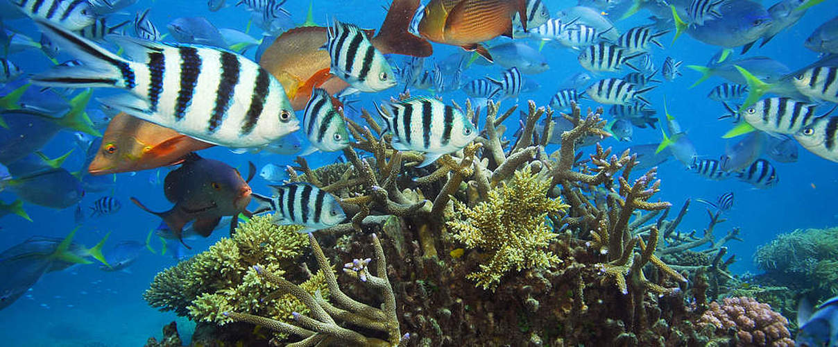 Artenvielfalt im Great Barrier Reef © Troy Mayne