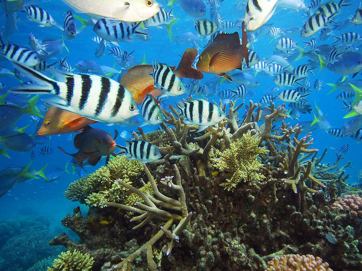 Artenvielfalt im Great Barrier Reef © Troy Mayne