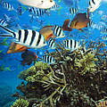 Artenvielfalt im Great Barrier Reef © Troy Mayne