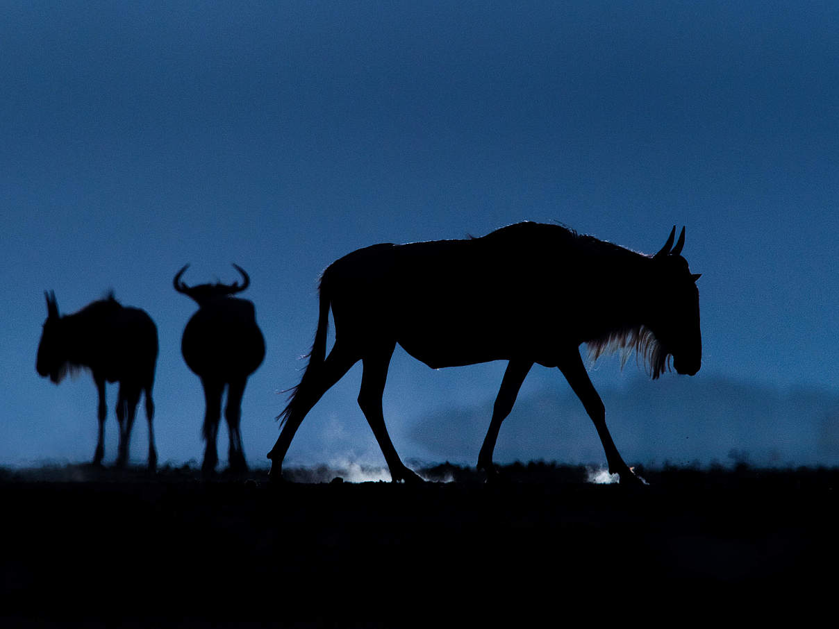 Gnus vor dem Nachthimmel im Amboseli Nationalpark in Kenia. © @gregdutoit